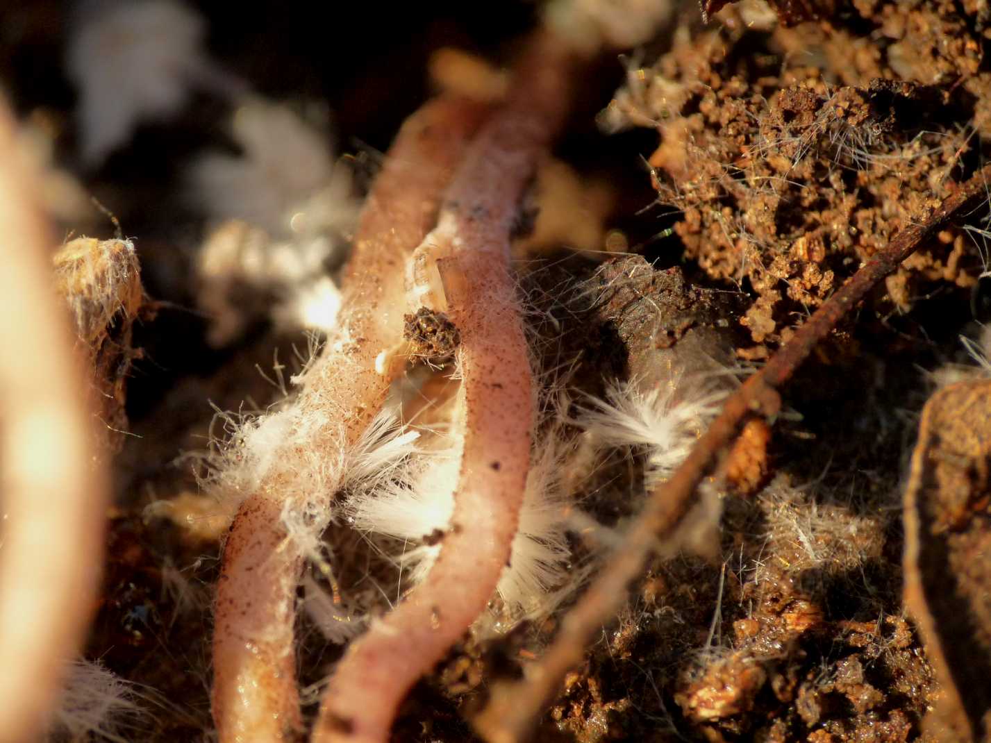 Ospiti delle formiche Myrmica: Cixiidae Reptalus sp.